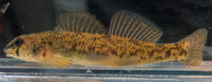 Small yellow and black patterned fish with two top fins in a clear water tank