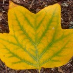 Tulip poplar leaf showing color change to yellow in fall
