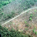 defoliation of trees by the gypsy moth