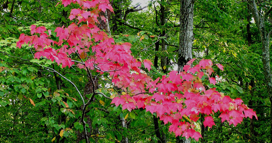 trees in fall trees in fall