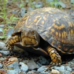 turtle close up