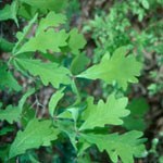 Green white oak tree leaves