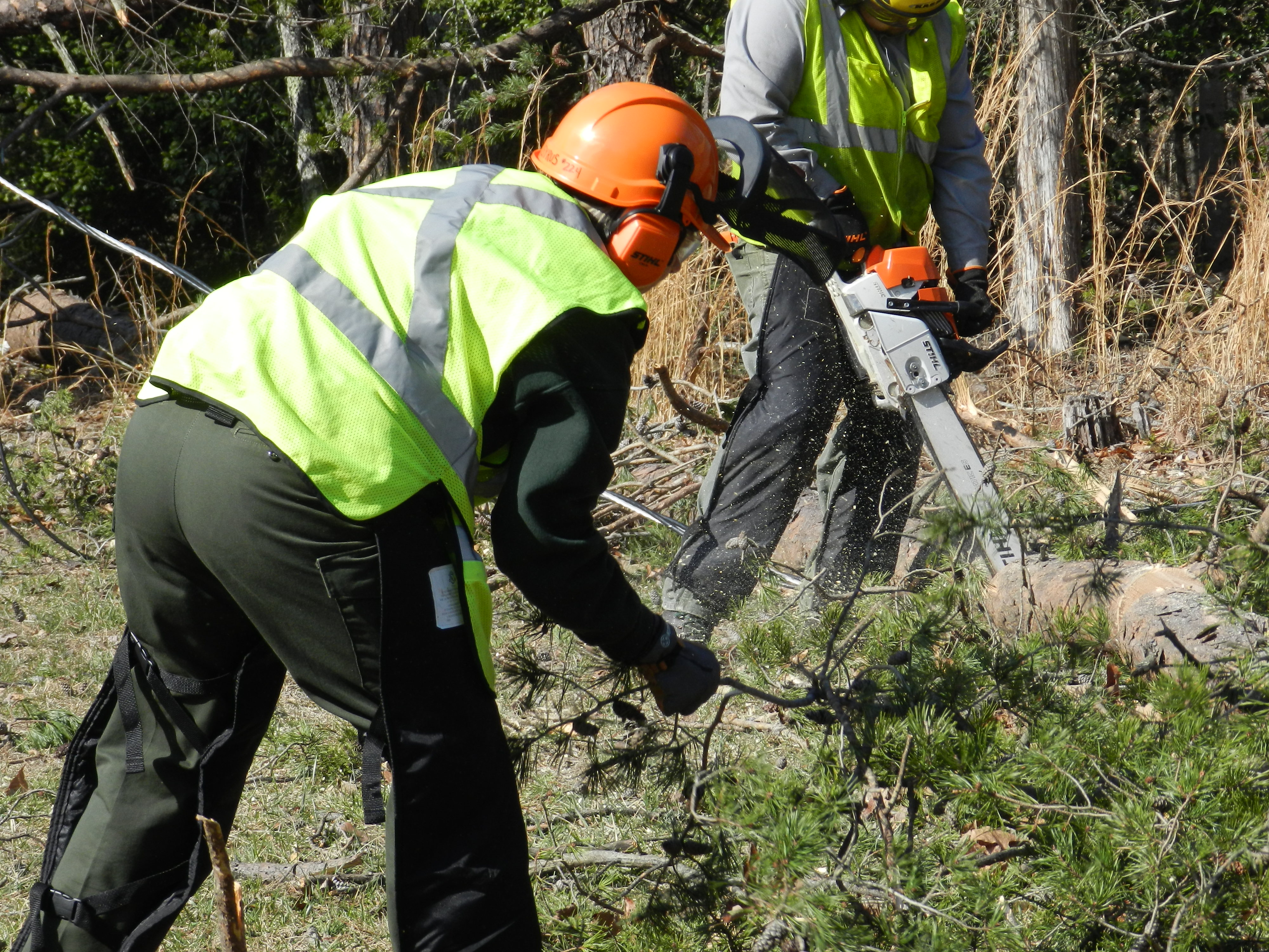 Employees use a chainsaw on a fallen tree.