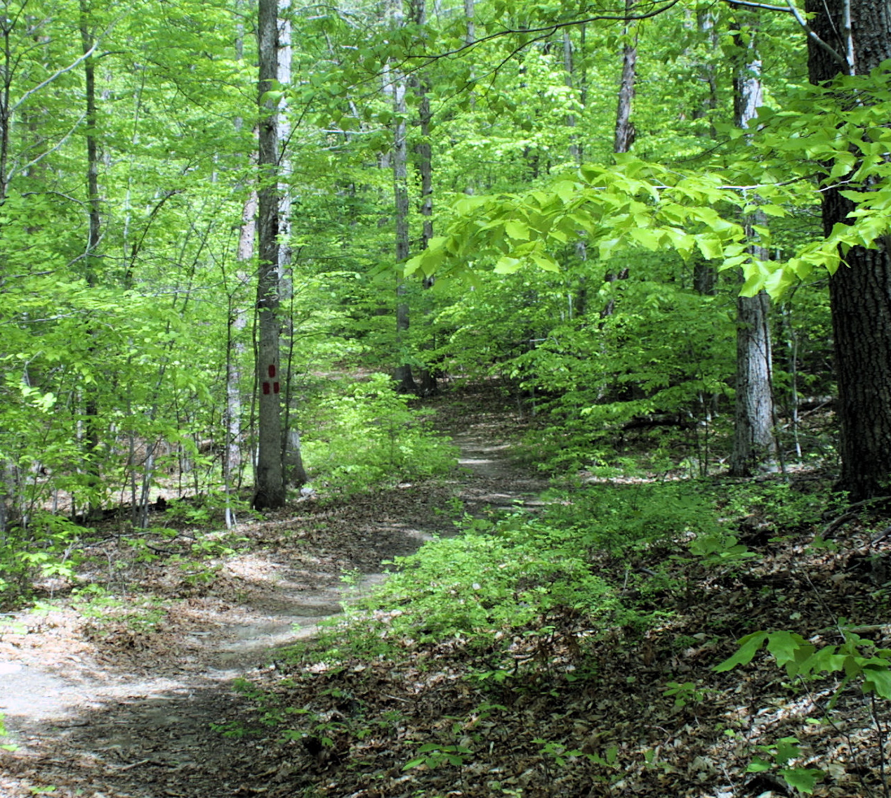 The Crossing Trail in Summer