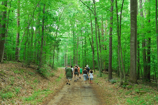 A group of people walk along a trail under a bright green canopy of leaves.