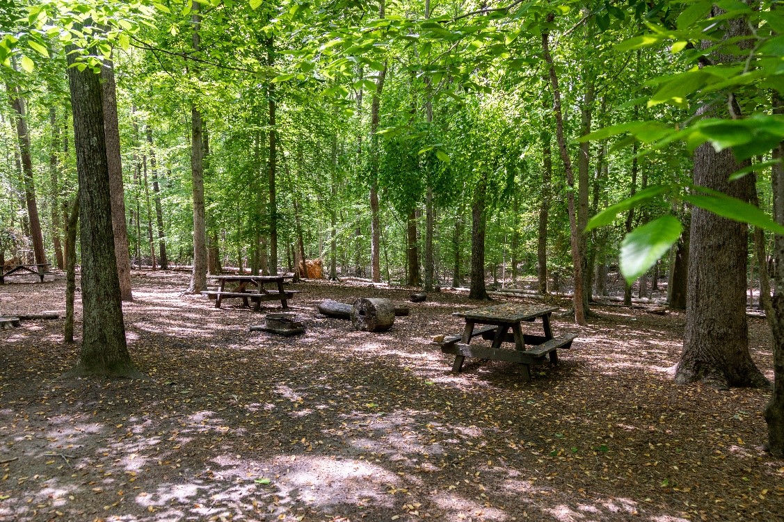 Picnic tables and campfire rings in a shaded clear area beneath leafy green trees