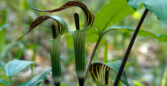jack in the pulpit