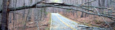 trees down on scenic drive