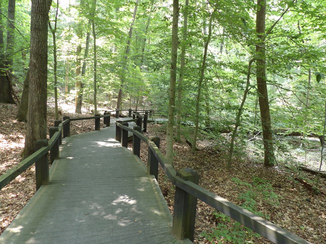 Trail through the woods.