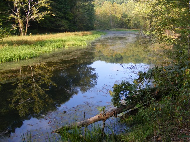 The Chopawamsic Creek flows peacefully through the back country.