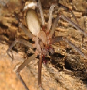 Brown spider