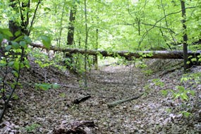 Telegraph road, now the Crossing trail