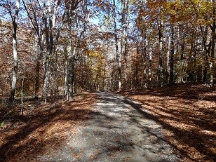 Liming Lane in fall