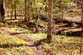 Small creek along Oak Ridge Trail Small creek along Oak Ridge Trail