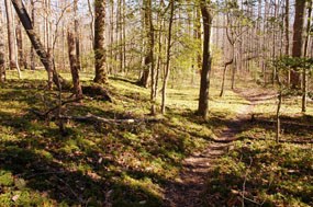 Ground cedar along trail edges