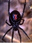 PRWI-B-02-spider, black widow-0071-RM