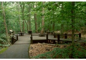 Piedmont Forest Trail boardwalk