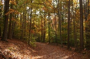 Pyrite Mine trail on a fall day