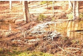 Beaver activity along South Valley Trail