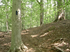 Turkey Run Ridge Trail