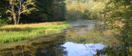 Chopawamsic Creek during the summer time