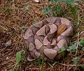 copperhead website