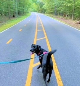 Dog on Scenic Drive