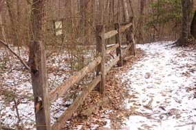 Fence-row leading to Geology site 4 on Cabin Branch Pyrite Mine Trail