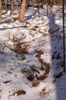 Farms to Forest Extension in Winter Farms to Forest Extension in Winter