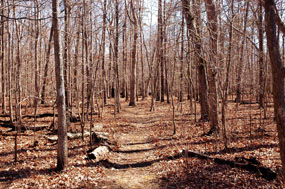 Oak Ridge Trail: Site of 2006 Wildfire Oak Ridge Trail: Site of 2006 Wildfire
