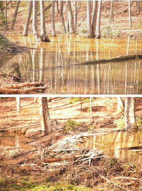 Beaver activity along South Fork Quantico Creek Beaver activity along South Fork Quantico Creek