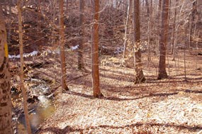 Turkey Run Ridge