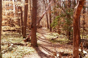 High Meadows Trail near South Fork Quantico Creek