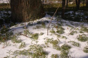 The green of ground cedar contrasting the snow cover ground.