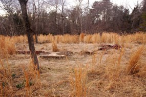 Taylor Family House Site