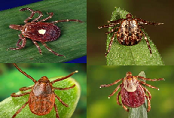 ticks