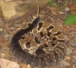 Timber Rattle Snake resize