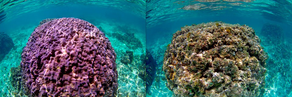 Healthy vs Unhealthy Coral