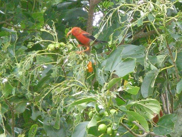 An 'I'iwi sitting in a tree. (Kahau Agustin/NPS) An 'I'iwi sitting in a tree. (Kahau Agustin/NPS)