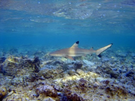 Blacktip Reef Shark
