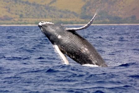 Humpback Whale breaching