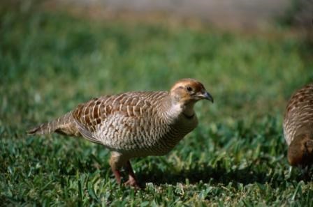 Francolin bird