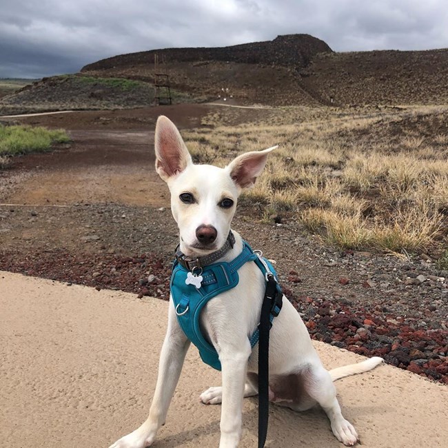 Four legged friend O'shen on trail with his 6' leash connected to his human.