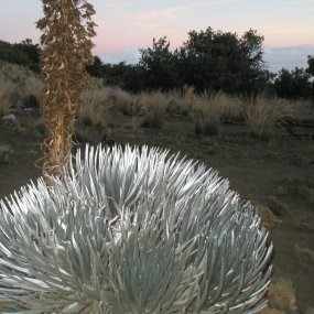 Mauna Kea silversword.