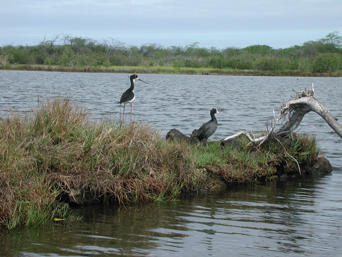 A Hawaiian Stilt and a Coot forage for food in a fishpond