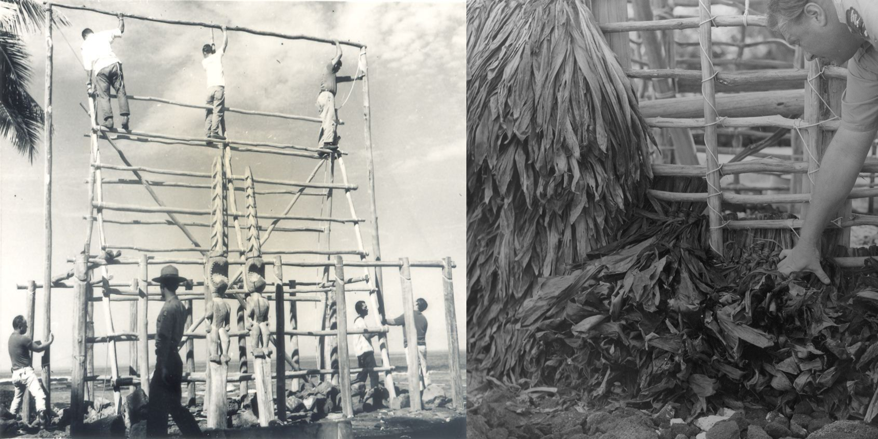 Two photos: 1) Workers lash frame of Hale o Keawe 2) Worker uses ti leaves to thatch the walls of Hale o Keawe