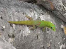 Gold Dust Day Gecko