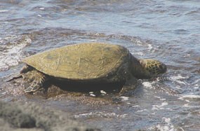 Honu (Sea turtle) basking along the shore of the Royal Garden. Honu (Sea turtle) basking along the shore of the Royal Garden.