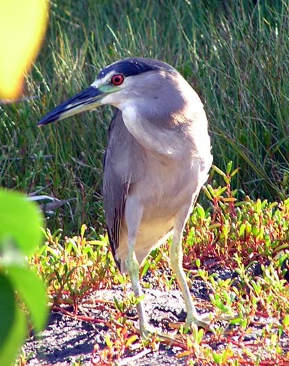 'Auku'u (Black Crowned Night Heron) in the morning light.