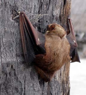 Hawaiian hoary bat